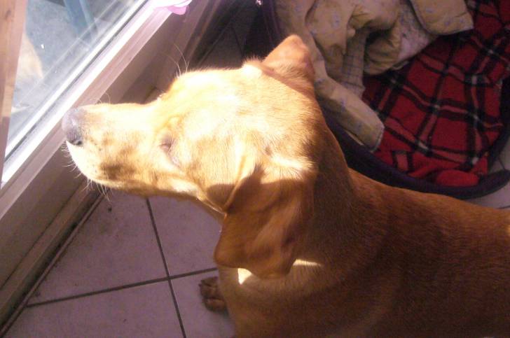 horka - Labrador Retriever (8 mois)