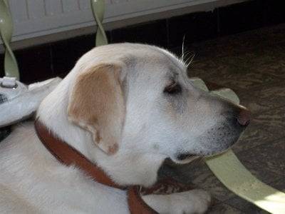 lorna - Labrador Retriever (1 an)