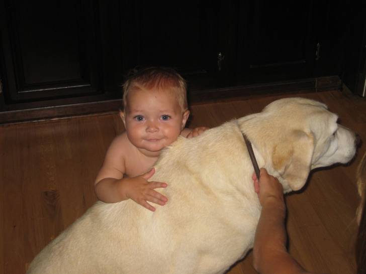 ema - Labrador Retriever (8 ans)