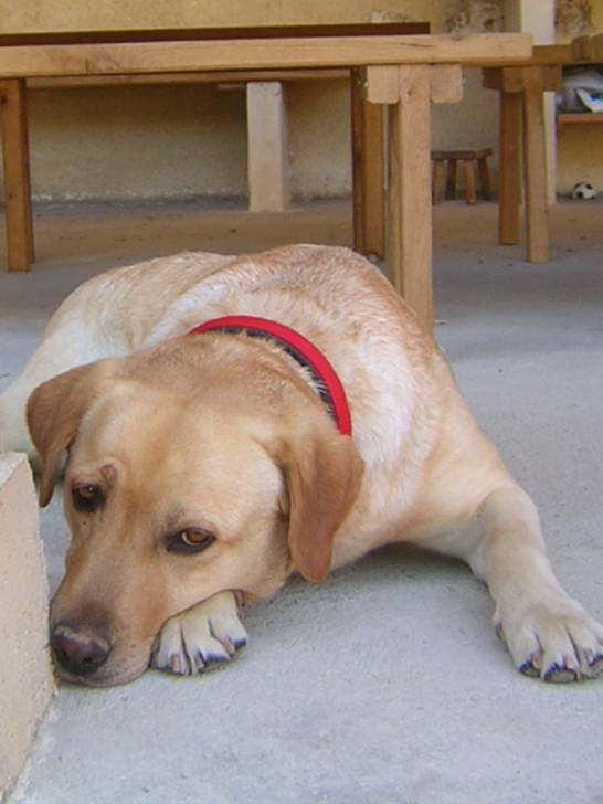 Toupie - Labrador Retriever (6 ans)