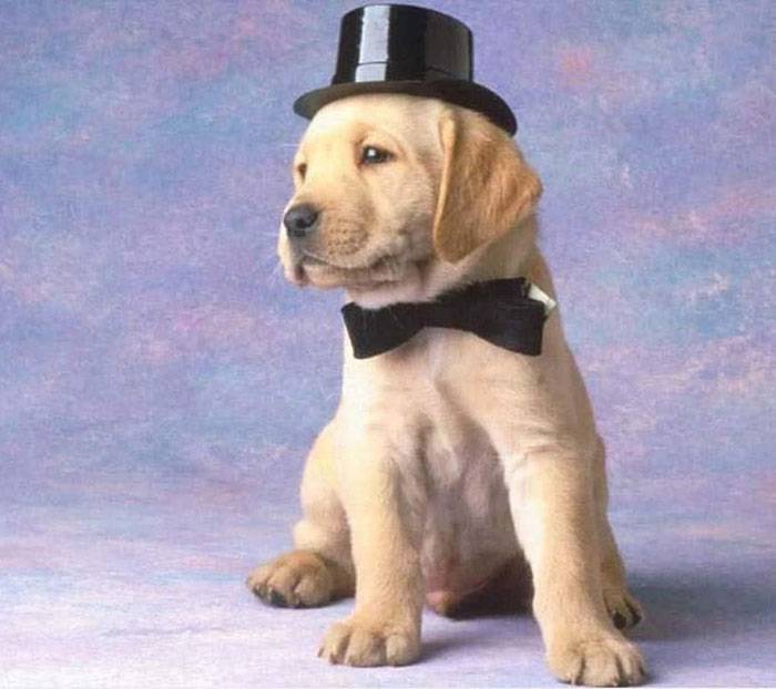 kaiser - Labrador Retriever Mâle (6 ans)
