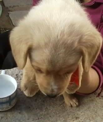 ROONEY - Labrador Retriever Mâle (7 mois)