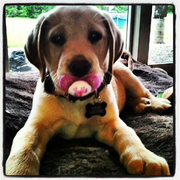 Chance - Labrador Retriever Mâle (6 mois)