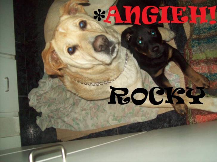 angieh - Labrador Retriever
