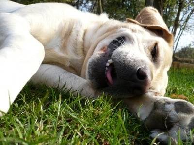 internet - Labrador Retriever Mâle (5 ans)