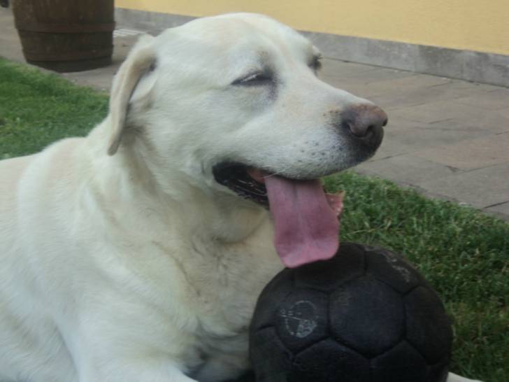 Brando - Labrador Retriever Mâle (8 ans)