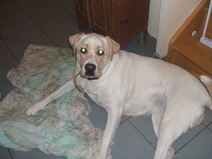 doline - Labrador Retriever (1 an)