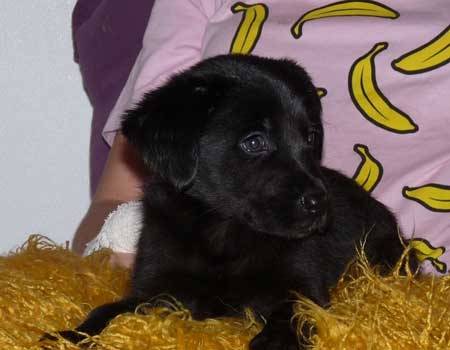 banjo - Labrador Retriever Mâle (1 mois)