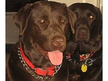 cleo - Labrador Retriever (5 ans)