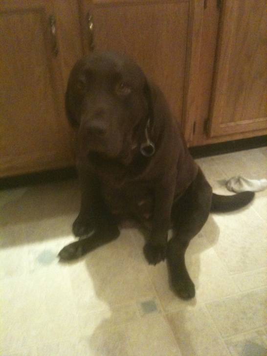 Lyla - Labrador Retriever (3 ans)