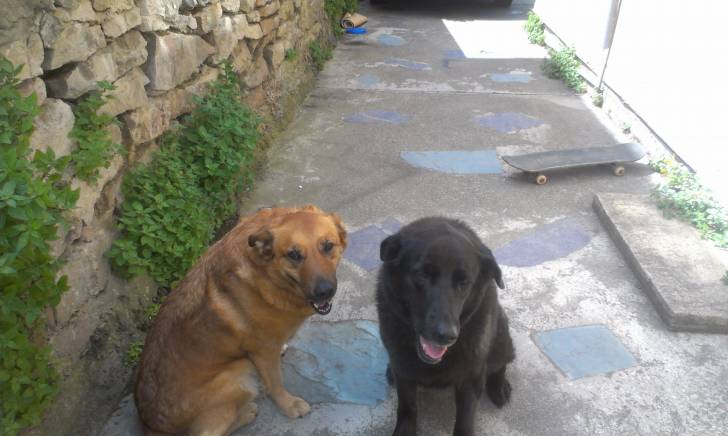 Mouse and Tia - Labrador Retriever (8 ans)
