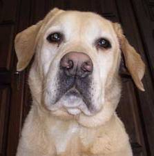 Esmeralda - Labrador Retriever (6 ans)