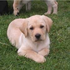 Max - Labrador Retriever Mâle (1 an)