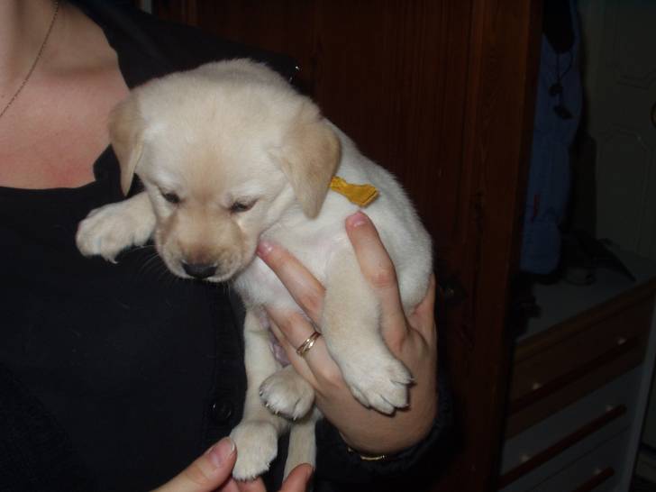 astuce - Labrador Retriever Mâle (7 ans)