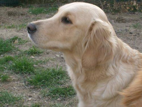 Zeus - Labrador Retriever Mâle (2 ans)