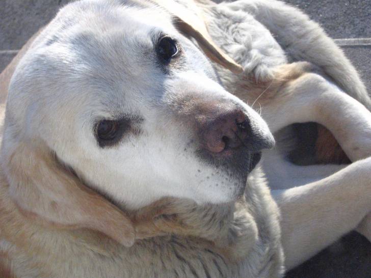 praxy - Labrador Retriever (13 ans)