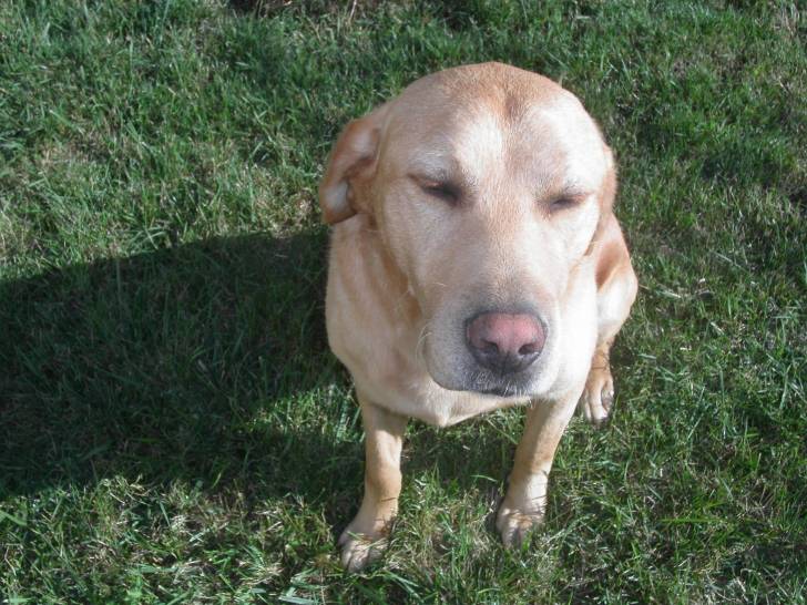 snoopy - Labrador Retriever Mâle (11 ans)