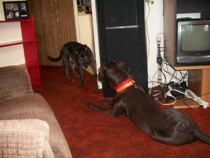 Tiger + Partner - Labrador Retriever Mâle (4 ans)