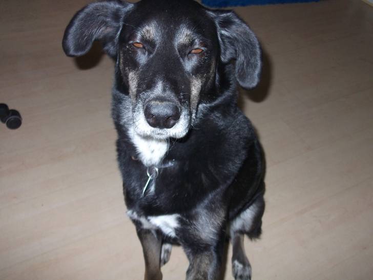 Mein schatz - Labrador Retriever (5 ans)