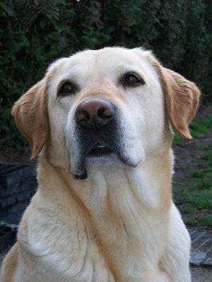 Permeke - Labrador Retriever Mâle (10 ans)