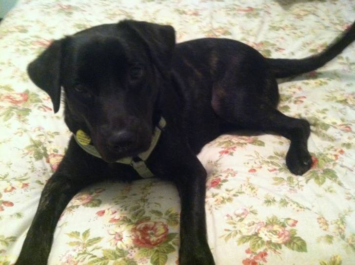 Harmony - Labrador Retriever (1 an)