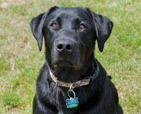 Ozzie - Labrador Retriever Mâle (7 ans)