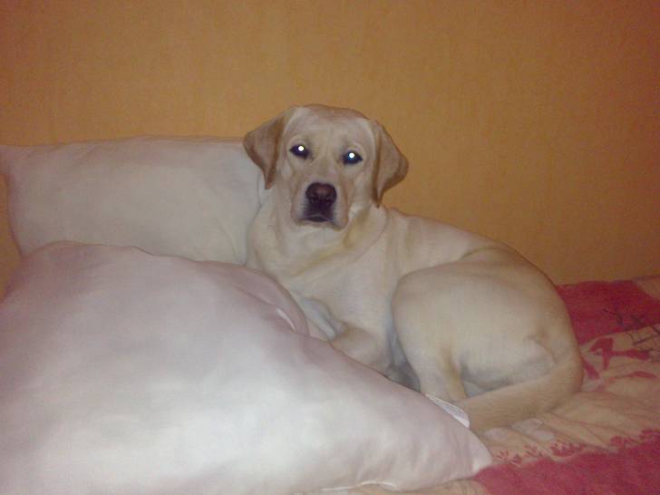 Grenade - Labrador Retriever (1 an)