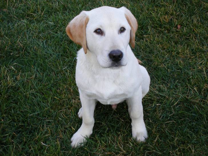Buddy - Labrador Retriever Mâle (2 ans)