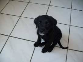 waldo - Labrador Retriever Mâle (Autre)