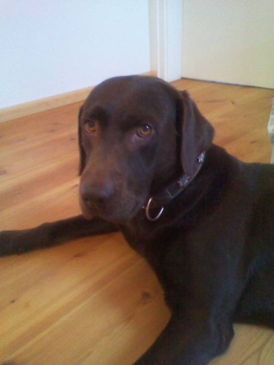 Gustav von Hohenlohe - Labrador Retriever Mâle (6 ans)