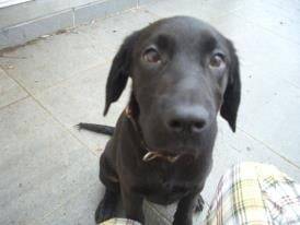 Fiesta - Labrador Retriever (2 ans)