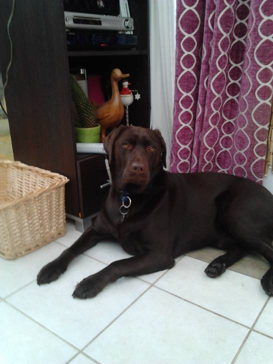 Monty - Labrador Retriever Mâle (2 ans)