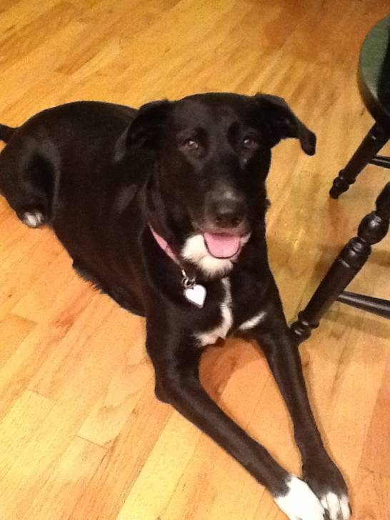 Casey - Labrador Retriever (4 ans)