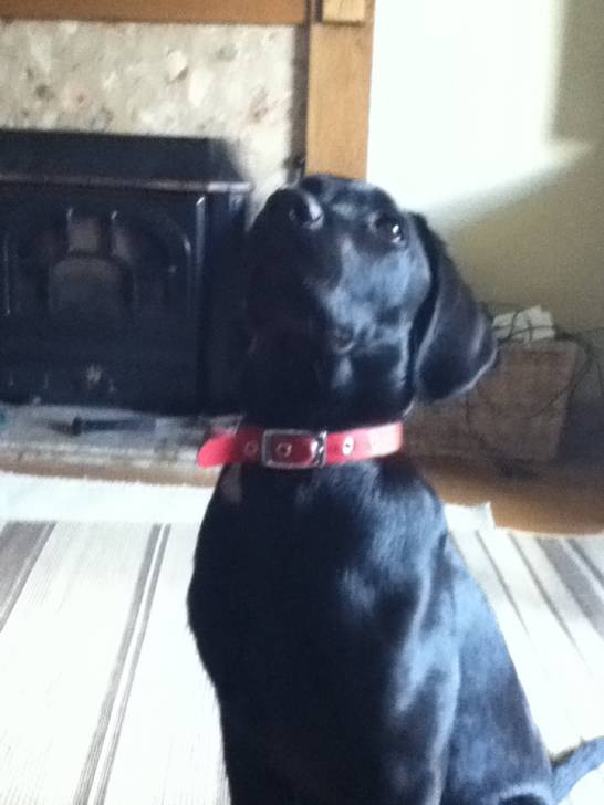 Herbie - Labrador Retriever Mâle (1 an)