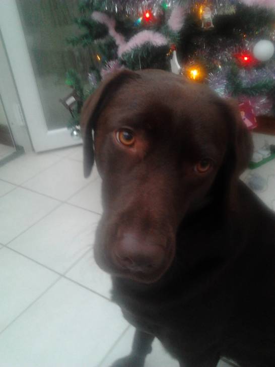 Monty - Labrador Retriever Mâle (2 ans)