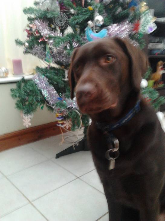 Monty - Labrador Retriever Mâle (2 ans)