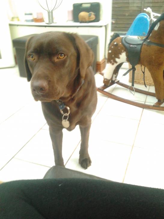 Monty - Labrador Retriever Mâle (2 ans)