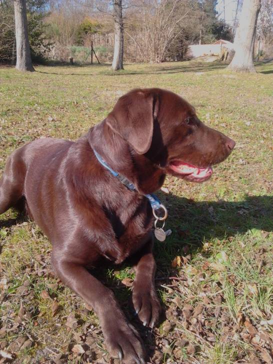 Monty - Labrador Retriever Mâle (2 ans)