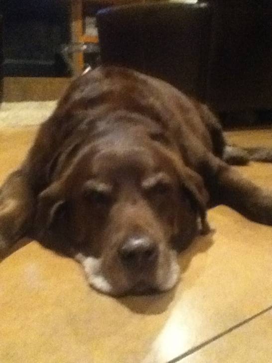 Pomeroy - Labrador Retriever Mâle (13 ans)