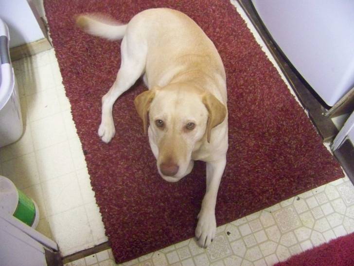 Deeva - Labrador Retriever (3 ans)