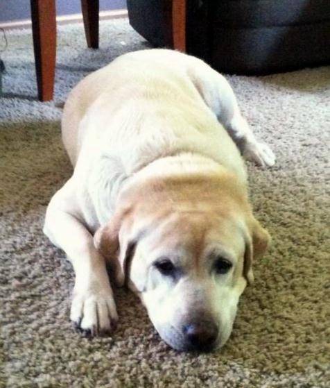 Tanner - Labrador Retriever Mâle (11 ans)