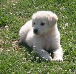 Sammy - Labrador Retriever Mâle (7 mois)