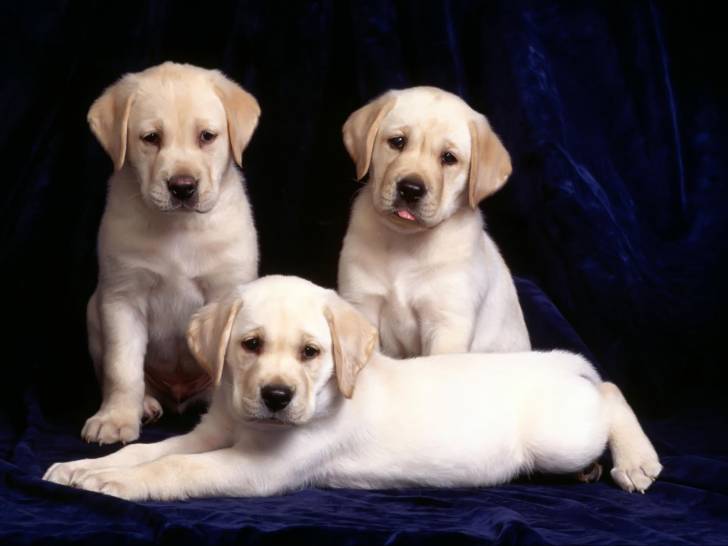 los hermanitos - Labrador Retriever (3 mois)