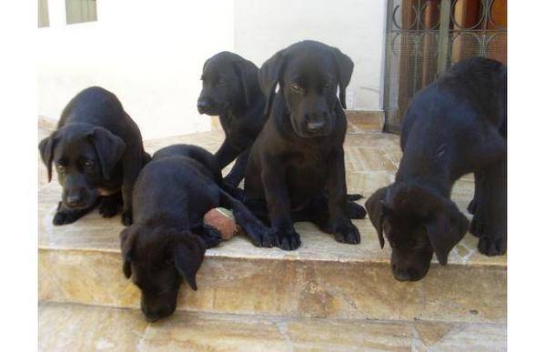 toby - Labrador Retriever Mâle (7 mois)