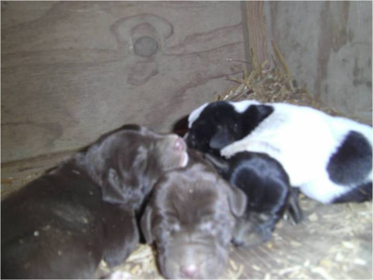 May Misty Pistol Bear - Labrador Retriever (1 mois)