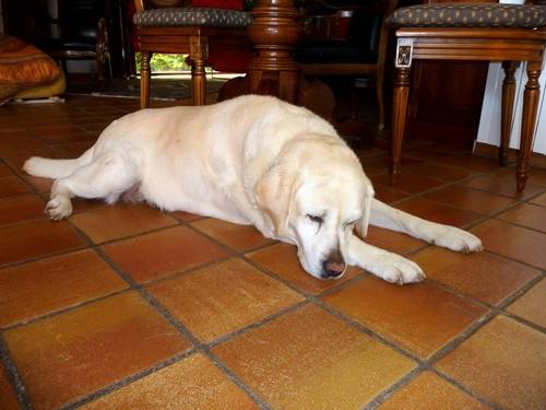 Anouck - Labrador Retriever (10 ans)