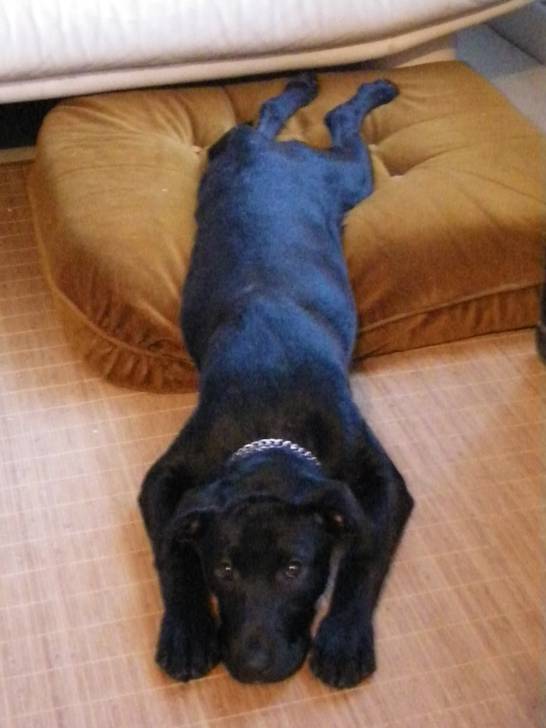 Gaïa - Labrador Retriever (6 mois)