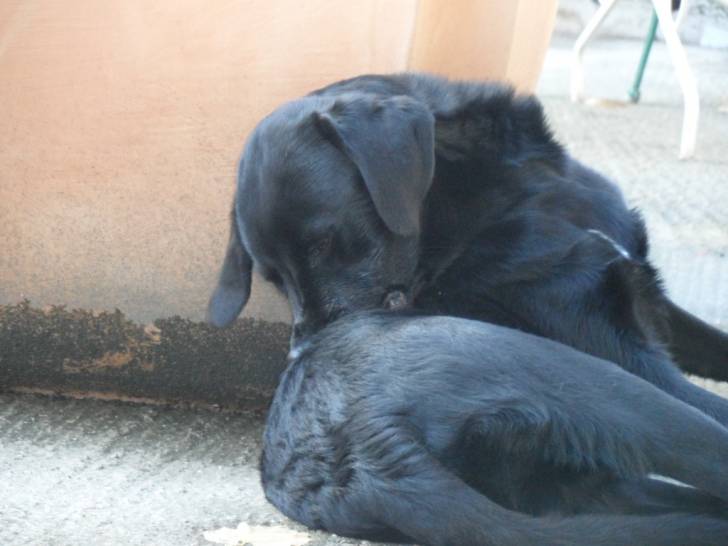 Falconn - Labrador Retriever Mâle (2 ans)