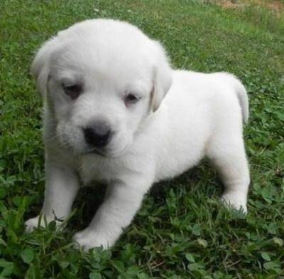 ALEX - Labrador Retriever Mâle (7 mois)