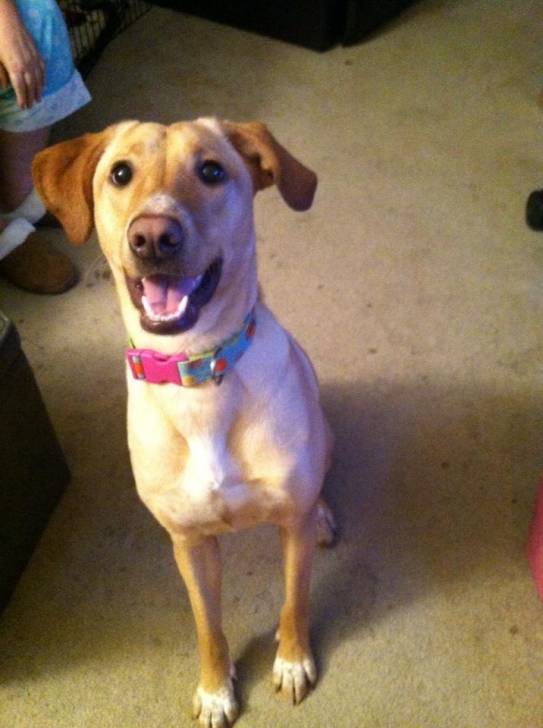 Zoey - Labrador Retriever (1 an)